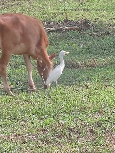 Eastern Cattle-Egret