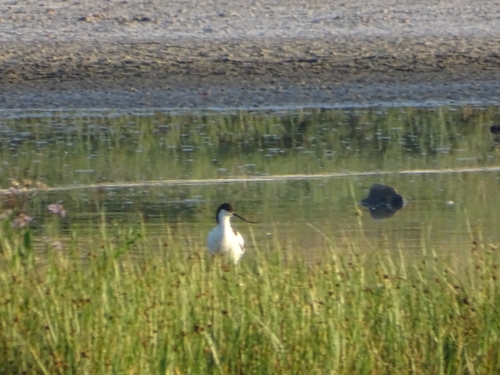 iNaturalist image