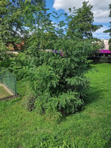 black locust