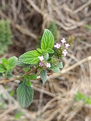 Lantana rugosa