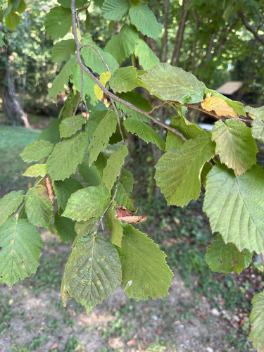 common hazel