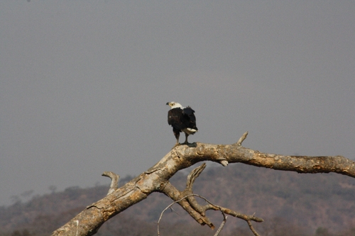 iNaturalist image