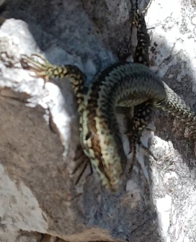 Common Wall Lizard