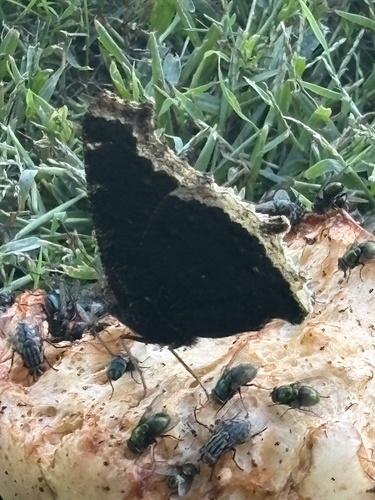 Mourning Cloak