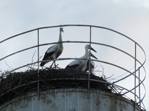 iNaturalist image