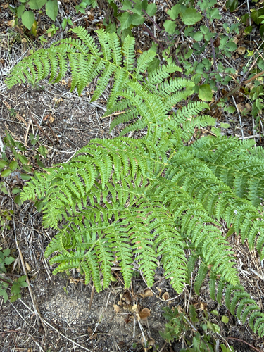 common bracken