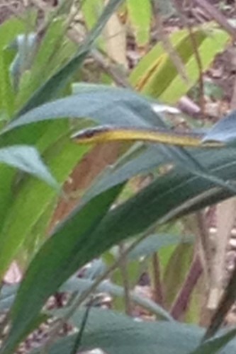 Common Tree Snake sighting