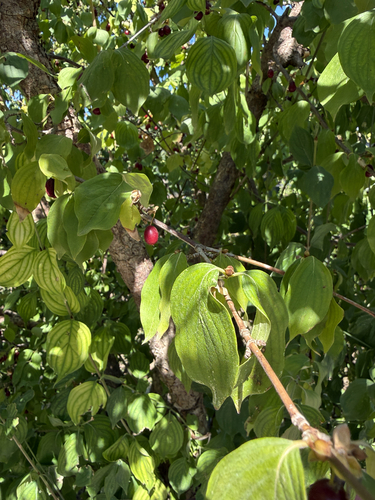 Cornelian cherry