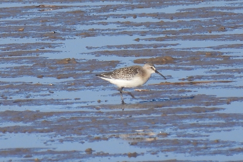 iNaturalist image