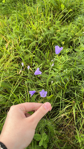 Common Harebell