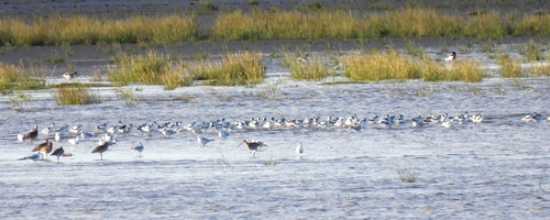 iNaturalist image