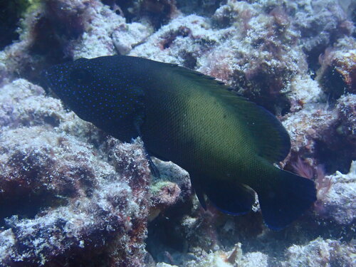 Cephalopholis microprion observed 2026-08-21