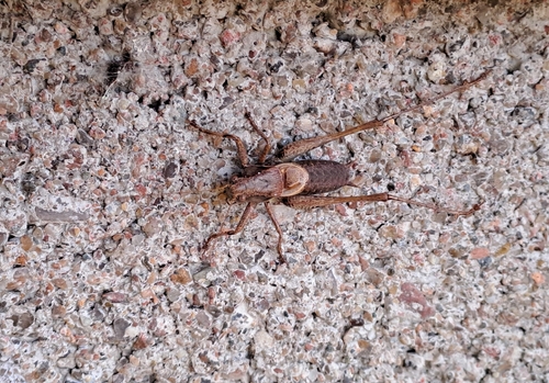 Dark Bush-cricket