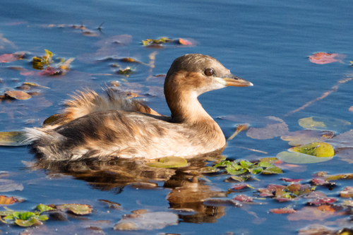 iNaturalist image