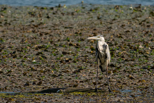 Grey Heron