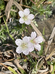 Geranium incanum, photograph (c) Cricket Raspet, some rights reserved (CC BY)