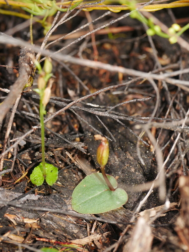 Corybas rotundifolius observed 2026-09-05