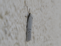 Coscinia chrysocephala