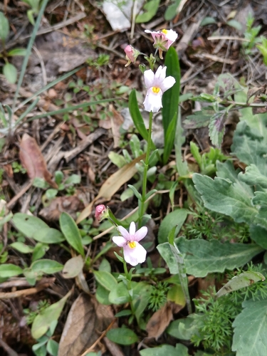 Nemesia fruticans, photograph 4