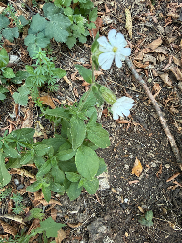 white campion