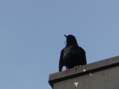 Sturnus unicolor