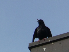 Sturnus unicolor