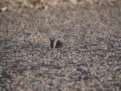 Great Banded Grayling