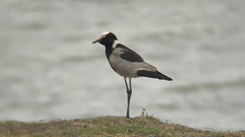 iNaturalist image