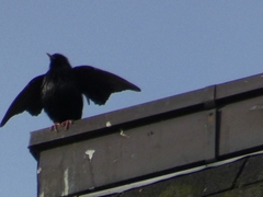 Sturnus unicolor
