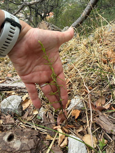 Spiny Asparagus