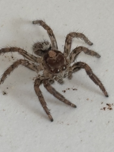 Pantropical Jumping Spider