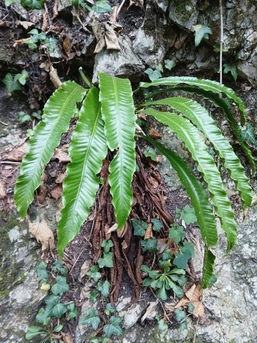 Hart's-tongue fern