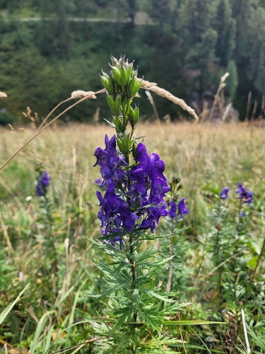 Aconitum variegatum