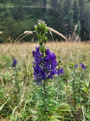 Aconitum variegatum, photograph (c) Annett Gallwas, some rights reserved (CC BY)