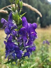 Aconitum variegatum, photograph (c) Annett Gallwas, some rights reserved (CC BY)