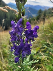 Aconitum variegatum, photograph (c) Annett Gallwas, some rights reserved (CC BY)