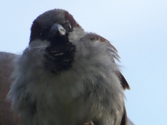 Passer domesticus