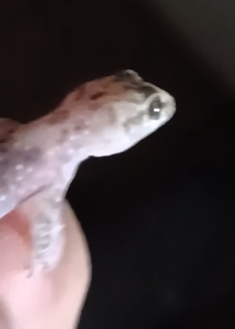 Mediterranean House Gecko