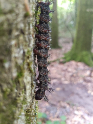 Gulf Coast Buck Moth