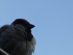 Passer domesticus