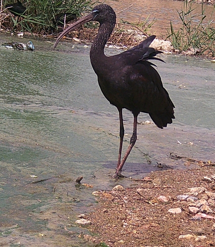 iNaturalist image