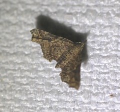 Esthlodora variabilis