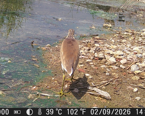 iNaturalist image