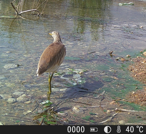 iNaturalist image