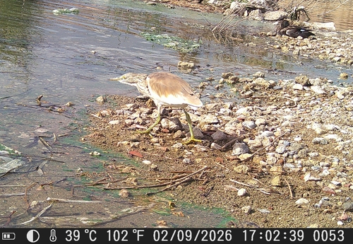 iNaturalist image
