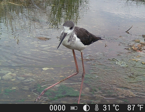 iNaturalist image