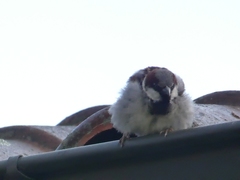 Passer domesticus