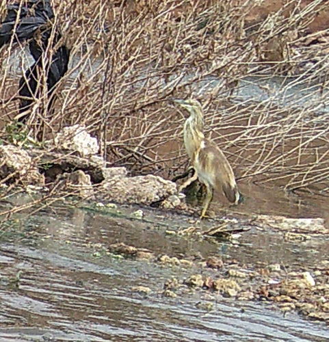 iNaturalist image