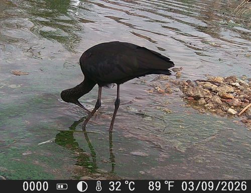iNaturalist: (c) faluke, some rights reserved (CC BY-NC), uploaded by faluke iNaturalist image