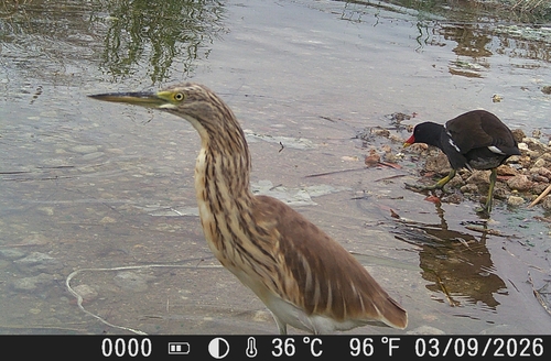 iNaturalist image
